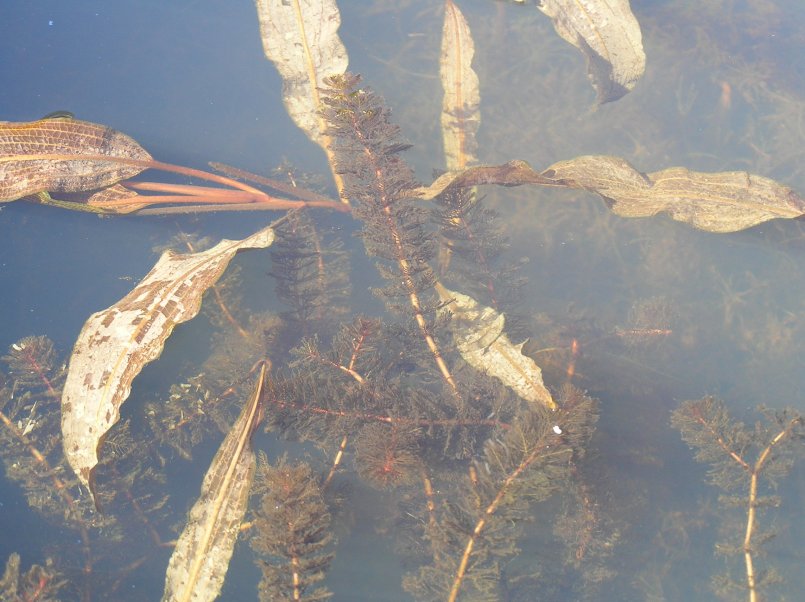 Myriophyllum sp.e Myriophyllum spicatum